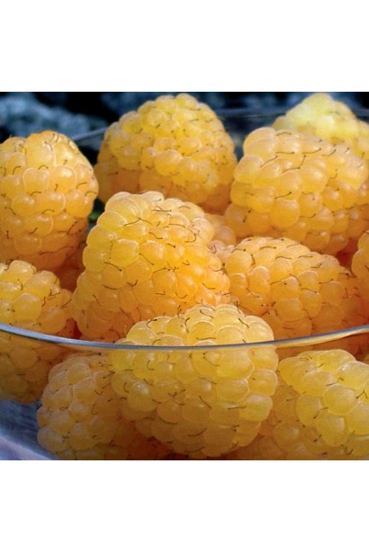 Жовті ягоди малини сорту Ярославна